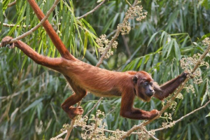Red ruong - oszałamiający primat